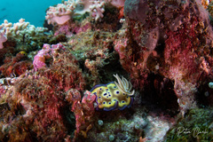 Goniobranchus kuniei