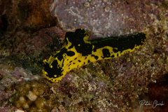Notodoris gardineri