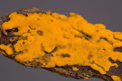 Sphaerosporium lignatile