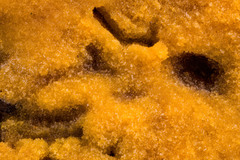 Sphaerosporium lignatile