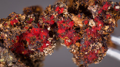 Tulasnella aurantiaca