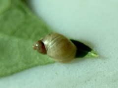 Succineidae