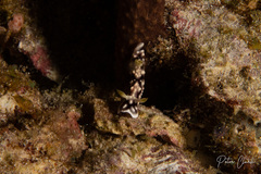 Goniobranchus geometricus