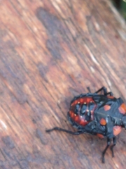 Phorbanta variabilis