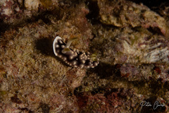 Goniobranchus geometricus