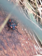 Phorbanta variabilis