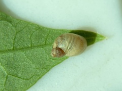 Succineidae