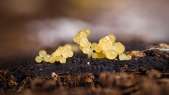 Stigmatella