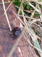 Phorbanta variabilis