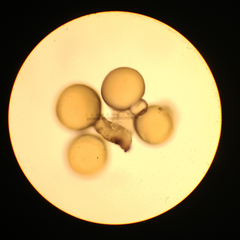 Stigmatella