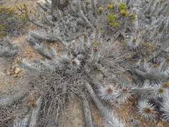 Eulychnia castanea