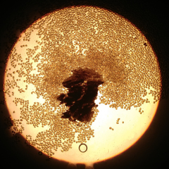 Sphaerosporium lignatile