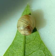 Succineidae