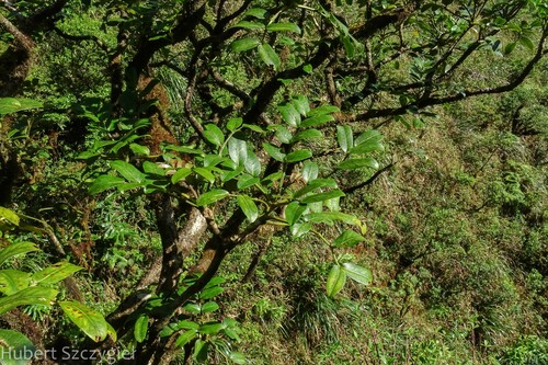 Polyscias gymnocarpa observed 2022-12-15