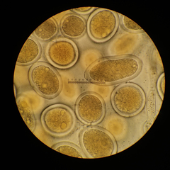 Sphaerosporium lignatile