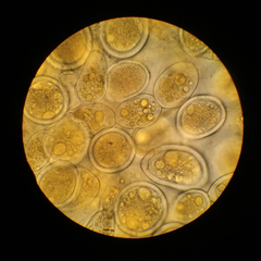 Sphaerosporium lignatile