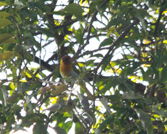 Hemithraupis ruficapilla