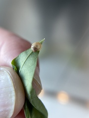 Succineidae