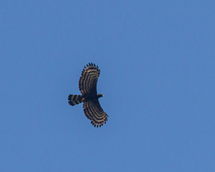 Spizaetus tyrannus