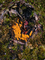 Sphaerosporium lignatile