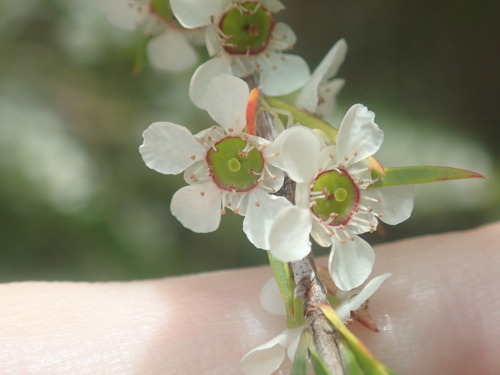 Image of Leptospermum juniperinum by (c) Thomas Mesaglio, some rights reserved (CC BY)
