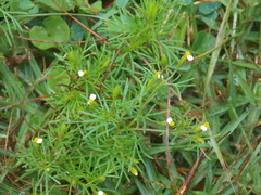 Tagetes filifolia