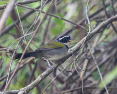 Arremon semitorquatus