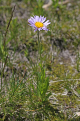 Erigeron glacialis glacialis