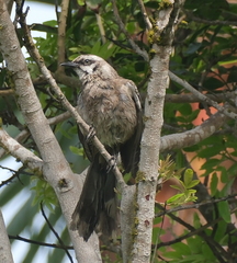 Mimus longicaudatus