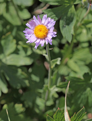 Erigeron glacialis glacialis
