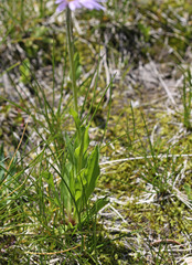 Erigeron glacialis glacialis