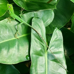Bronchocela jubata