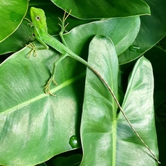 Bronchocela jubata