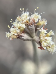 Eriogonum pauciflorum