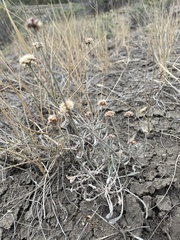 Eriogonum pauciflorum