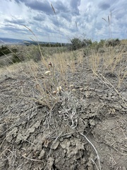 Eriogonum pauciflorum