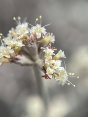 Eriogonum pauciflorum