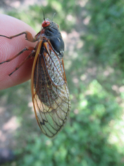 Magicicada septendecim