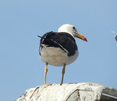Larus belcheri