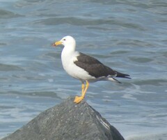 Larus belcheri