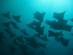 Rhinoptera steindachneri