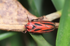 Sphenoclypeana parana