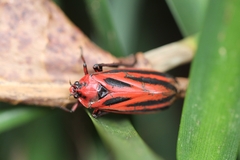 Sphenoclypeana parana