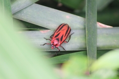 Sphenoclypeana parana