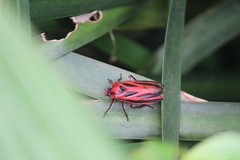 Sphenoclypeana parana
