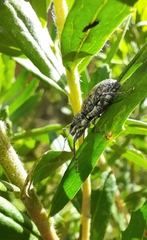Naupactus versatilis