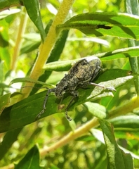 Naupactus versatilis