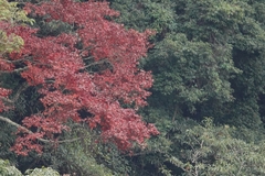 Acer serrulatum