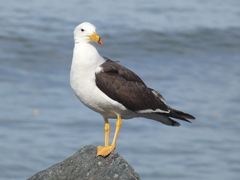 Larus belcheri
