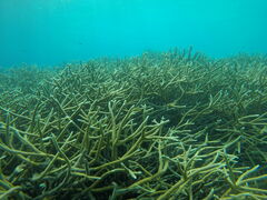 Acropora cervicornis